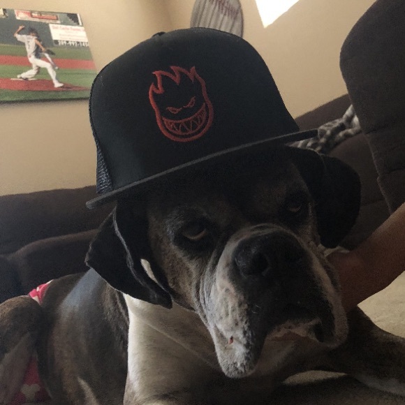 Meet your Posher, Bobby - Picture 1 of 1